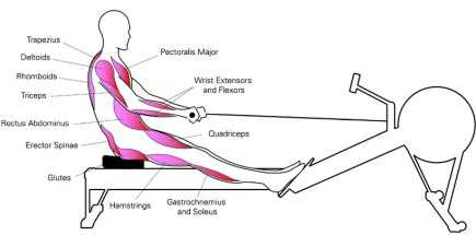 74 Days What muscles do u use when rowing for Workout at Gym